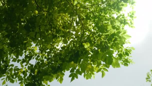 Bottom View Lush Green Foliage Trees Forest Bright Sky Camera — Vídeo de stock