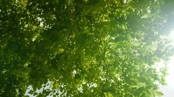 茂密的森林绿树成荫 太阳冲破树枝 底部向上倾斜向下视图 — 图库视频影像
