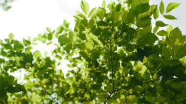 Bottom up View of Lush Green Foliage of Trees in the Forest Against Bright Sky. Camera Rotation Shot