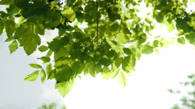 Parlak Gök 'e Karşı Ormandaki Ağaçların Yeşillik Manzarası. Kamera Döndürür ve Yakınlaştırır