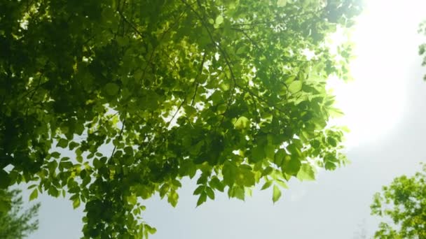Parlak Gök Karşı Ormandaki Ağaçların Yeşillik Manzarası Kamera Döndürme Görüntüsü — Stok video