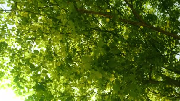 Bottom View Lush Green Foliage Trees Forest Bright Sky Camera — Vídeos de Stock