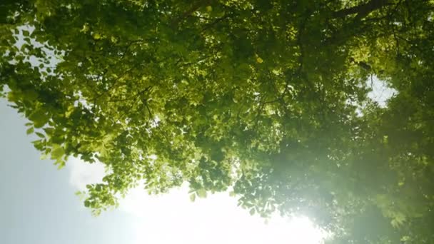 Вид Снизу Вверх Пышную Зеленую Листву Деревьев Лесу Фоне Светлого — стоковое видео