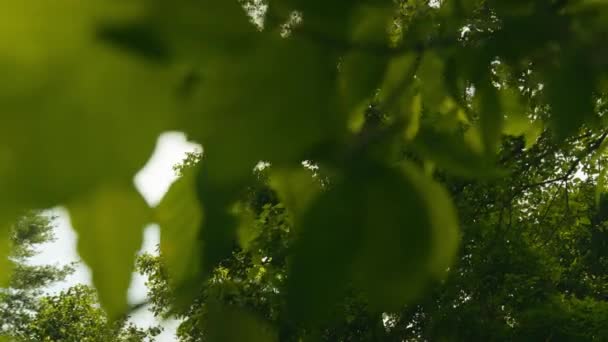 Parlak Gökyüzüne Karşı Ormandaki Ağaçların Yeşillik Yeşilliği Dibe Vuruş — Stok video