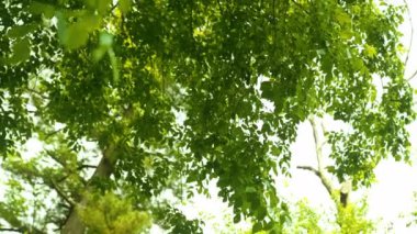 Parlak Gökyüzüne Karşı Ormandaki Ağaçların Yeşillik Yeşilliği. Kamera Döndürme ile Alt Çekim