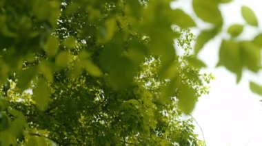 Parlak Gökyüzüne Karşı Ormandaki Ağaçların Yeşillik Yeşilliği. Eğik Bokeh şutu. Odaklanma Arkaplan üzerinde