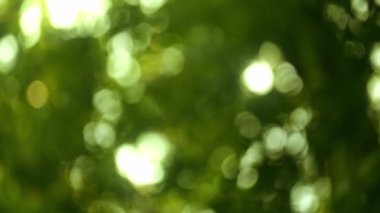 Bulanık Yeşil Ağaçlar Yapraklar ve Güneş Parıltısı Güzel Bir Yaz Gününde. Sabit Odaklı Çekim