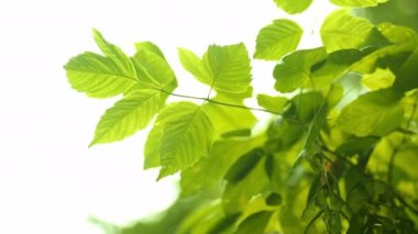Close-up of Green Foliage on a Tree Branches Swaying in the Wind. Environment Protection Concept. Bokeh Shot
