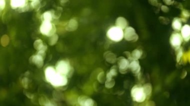 Bulanık Yeşil Ağaçlar Yapraklar ve Güneş Parıltısı Güzel Bir Yaz Gününde. Sabit Odaklı Çekim