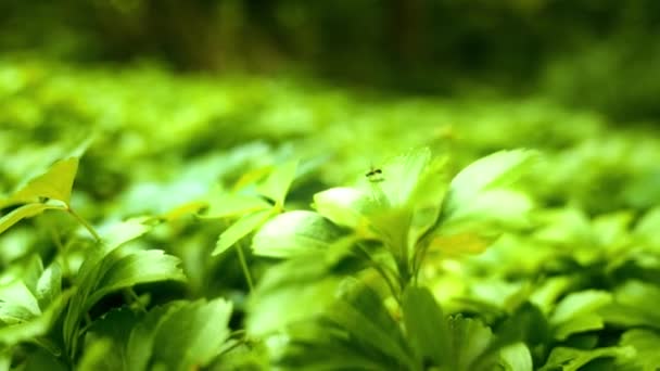 Lush Foliage Green Bush Park Inglés Concepto Protección Ambiental Primer — Vídeo de stock