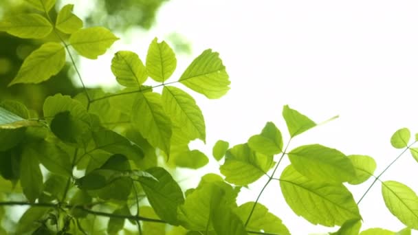 Feuillage Vert Luxuriant Arbres Dans Forêt Contre Ciel Lumineux Plan — Video