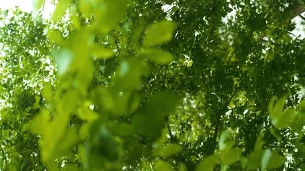 Lush Green Foliage Trees Forest Bright Sky Bottom Bokeh Shot — Vídeos de Stock