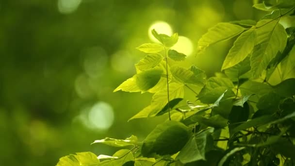 Close Green Foliage Tree Branches Concepto Protección Ambiental Bokeh Shot — Vídeo de stock