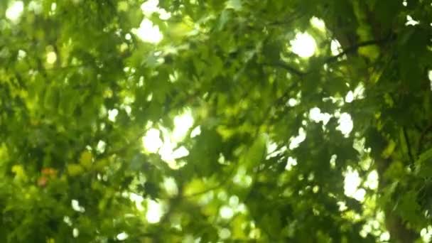 Green Trees Foliage Sun Glares Beautiful Summer Day Static Shot — Stockvideo