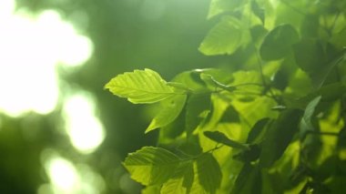 Close-up of Green Foliage on a Tree Branches Swaying in the Wind. Environment Protection Concept. Bokeh Shot