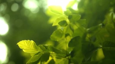Close-up of Green Foliage on a Tree Branches and Sun Rays Breaking Through. Environment Protection Concept. Panning Shot with Racking Focus