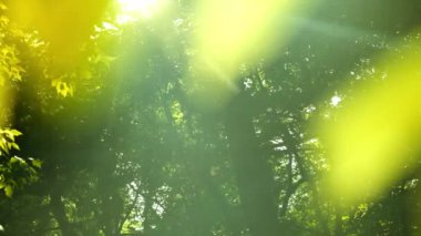 Güneş ışınları yeşil yaprakları delip geçiyor ve bir yaz günü ağaçların dallarını kesiyor. Sola dön. Odaklanma arka planda. Güneş Işığı Yaprakları Arasında Görünüm