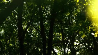 Güneş ışınları yeşil yaprakları delip geçiyor ve bir yaz günü ağaçların dallarını kesiyor. Sağa doğru dönüyor. Odaklanma arka planda. Güneş Işığı Yaprakları Arasında Görünüm