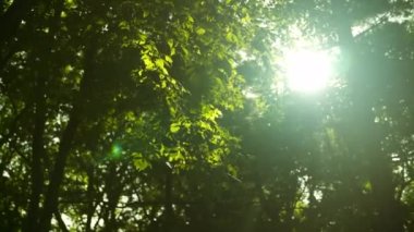 Güneş ışınları yeşil yaprakları delip geçiyor ve bir yaz günü ağaçların dallarını kesiyor. Odaklanma arka planda. Sunlit Yaprakları 'na bak. Görüntüyü Yukarı Eğ