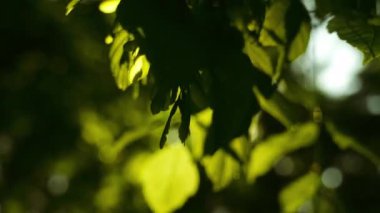 Güneş ışınları yeşil yaprakları delip geçiyor ve bir yaz günü ağaçların dallarını kesiyor. Sunlit Yaprakları 'na bak. Raf Odaklama Eğilimi Sağa Döndürme Çekimi