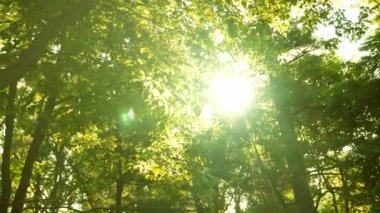 Güneş ışınları yeşil yaprakları delip geçiyor ve bir yaz günü ağaçların dallarını kesiyor. Sola Döndürme Çekimi