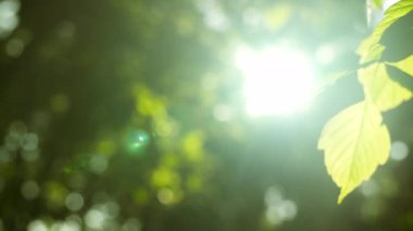 Güneş ışınları yeşil yaprakları delip geçiyor ve bir yaz günü ağaçların dallarını kesiyor. Bokeh Sağa Döndürme Görüntüsü