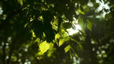 Yeşil Yapraklar ve Ormandaki Ağaçların Dalları 'ndan geçen Güneş Işıkları' nın yakın çekimi. Sunlit Yaprakları 'na bak. Çekim Dolly