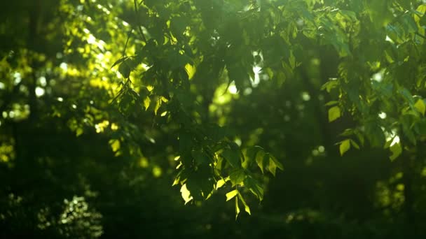 Sluneční Paprsky Prolamují Zelené Listí Větve Stromů Lese Letního Dne — Stock video