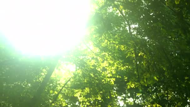 Sun Rays Breaking Green Foliage Branches Trees Forest Summer Day — Wideo stockowe