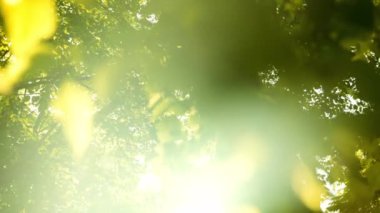 Güneş ışınları yeşil yaprakları delip geçiyor ve bir yaz günü ağaçların dallarını kesiyor. Sunlit Yaprakları 'na bak. Yakın plan çekim. Odaklanma arka planda. Kamera Aşağıya Gidiyor