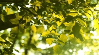 Güneşli bir yaz gününde Ormandaki Ağaçların Yeşil Yaprakları 'nın yakın çekimi. Bokeh Eğim Yukarı Çekim