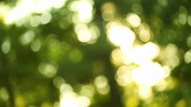 Blurry Green Trees Foliage and Sun Glares on a Beautiful Summer Day. Panning Defocused Shot