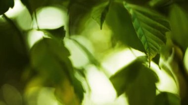 Close-up of a Green Leaf on a Tree Branch and Breaking Through Sun Rays on a Bright Summer Day. Handheld Bokeh Shot with Racking Focus