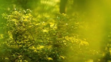 Parktaki çalıların güneş yeşili yaprakları. Çevre koruma kavramı. Döndürme Çekimi