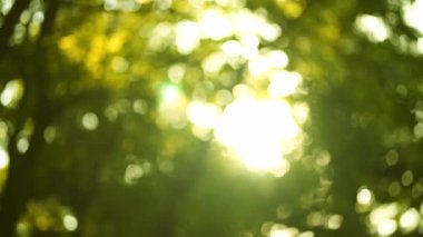 Sun Rays Breaking Through Green Foliage and Branches of Trees in the Forest on a Summer Day. Static Racking Focus Shot