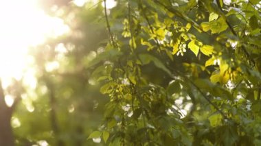 Güneş ışınları yeşil yaprakları delip geçiyor ve bir yaz günü ağaçların dallarını kesiyor. Odaklanma Çekimi