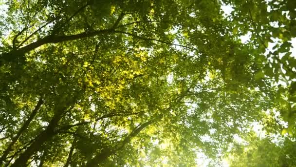 Ακτίνες Του Ήλιου Διαπερνούν Πράσινα Φυλλώματα Και Κλαδιά Δέντρων Στο — Αρχείο Βίντεο