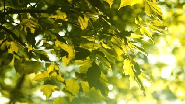 Close Green Foliage Trees Sun Rays Breaking Sunny Summer Day — Vídeos de Stock