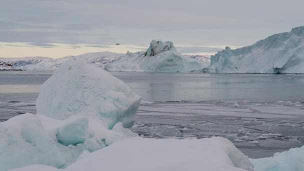 Zeitlupe Weite Aufnahme Eines Vogels Der Über Eisberge Ruhiger See — Stockvideo