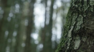 Close Up Handheld Shot Of Moss Covered Tree Bark In Forest