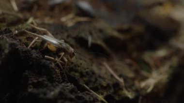Close Up Handheld Tracking Shot Of Grasshopper In Soil Of Forest Floor