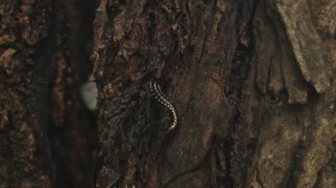 Close Up Lockdown Shot Of Centipede On Tree Bark