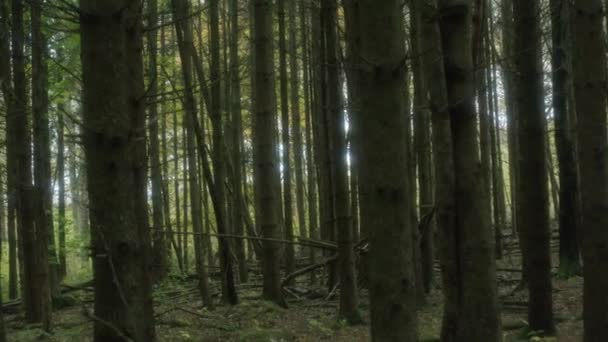 Wide Handheld Shot Moving Dense Woodland Trees — 图库视频影像