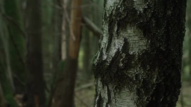 Close Handheld Arcing Shot Moss Covered Tree Bark Forest — Stockvideo