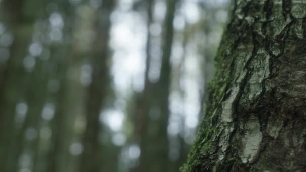 Close Handheld Shot Moss Covered Tree Bark Forest — Stockvideo