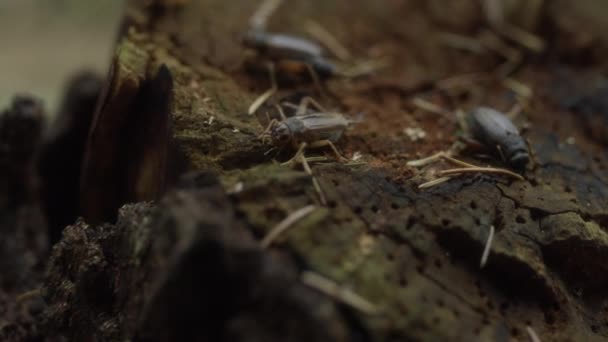 Close Handheld Tracking Shot Grasshoppers Tree Stump Forest — Αρχείο Βίντεο