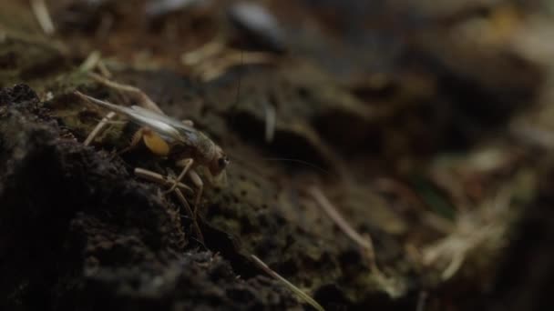 Close Handheld Tracking Shot Grasshopper Soil Forest Floor — Stockvideo