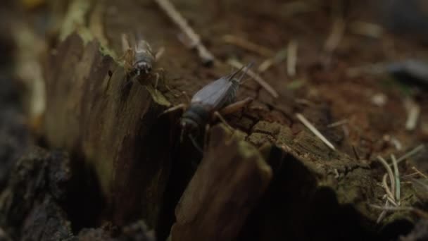 Close Handheld Tracking Shot Grasshoppers Tree Stump Forest — Stockvideo