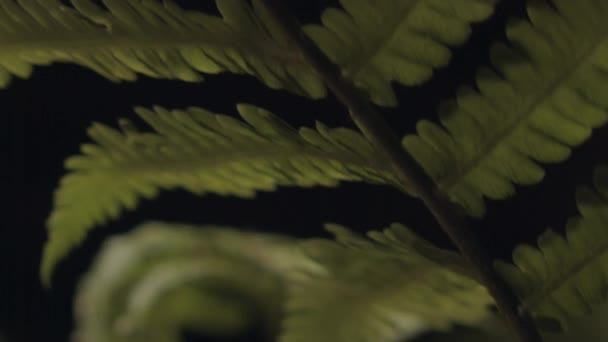 Close Handheld Shot Green Fern Leaves Sunlight Forest — Vídeos de Stock
