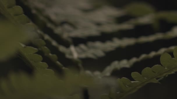 Close Handheld Shot Green Fern Leaves Sunlight Forest — Stock video